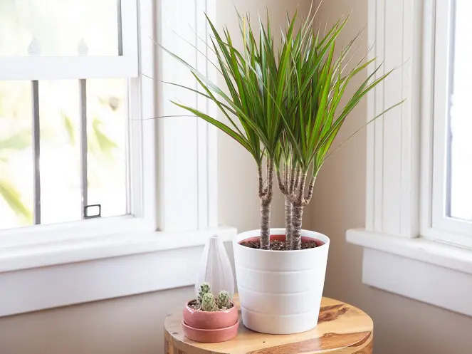 Драцена: живой очиститель воздуха Драцена: живой очиститель воздуха