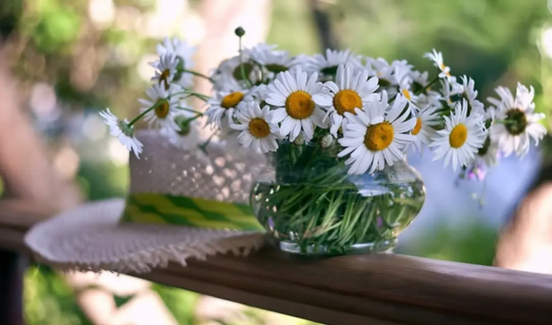 Цветы, похожие на ромашки: названия и фото Цветы, похожие на ромашки: названия и фото