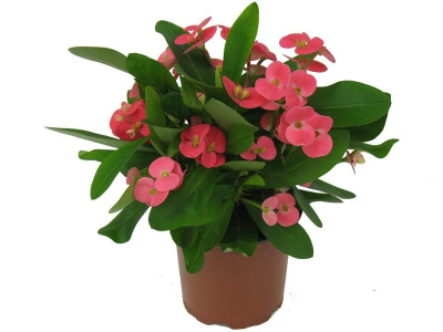 Эуфорбия 390