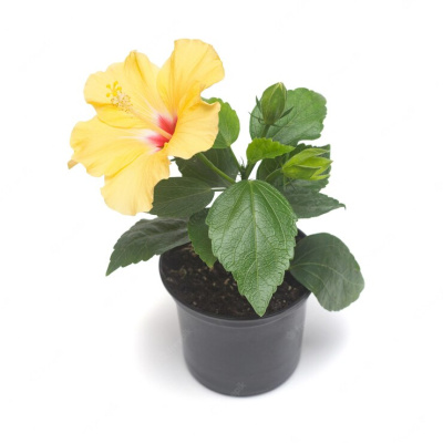 Гибискус 1090