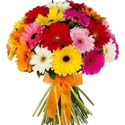 Букет из 25 Гербер микс 7355