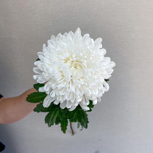 Хризантема одноголовая белая арт. 18