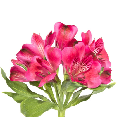 Альстромерия ПОШТУЧНО N 21