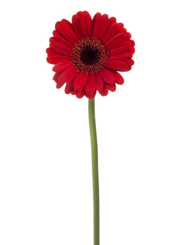 Гербера ПОШТУЧНО арт. 22