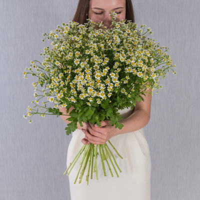 Букет из 25 мелких кустовых ромашек танацетумов 50582