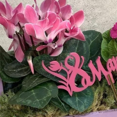 Ящик с первоцветами M (цикламен, примула) 28813